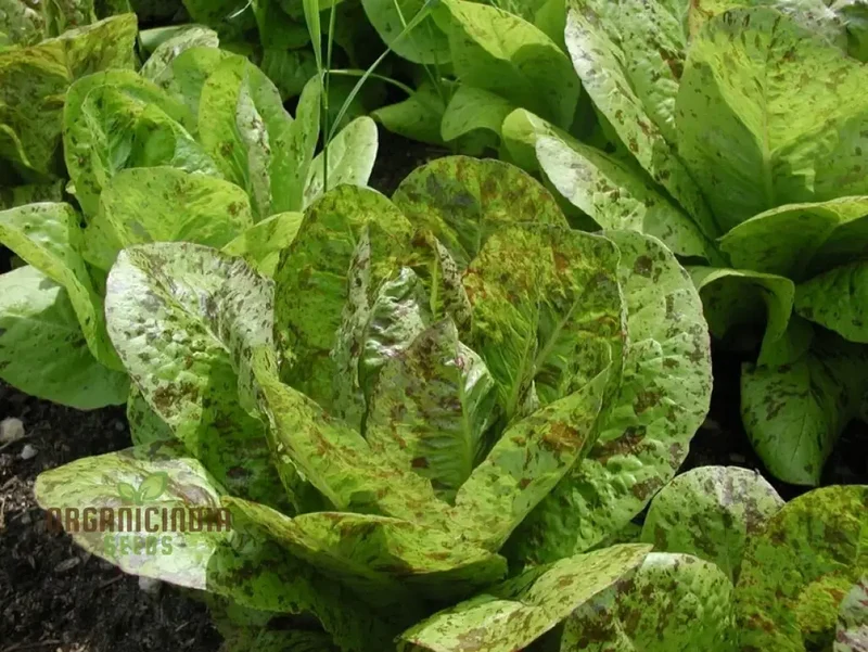 Lettuce - Romaine Freckles Seeds For Planting, Unique Red-Flecked Romaine Lettuce for Your Home Garden