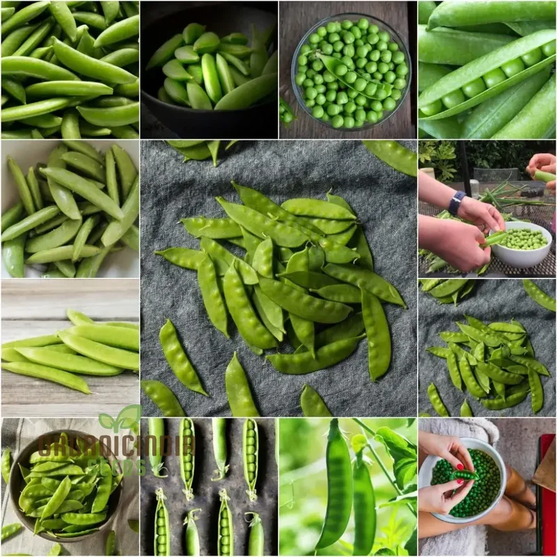 Mix Pea Seeds for Planting and Gardening - Organic Seed Collection