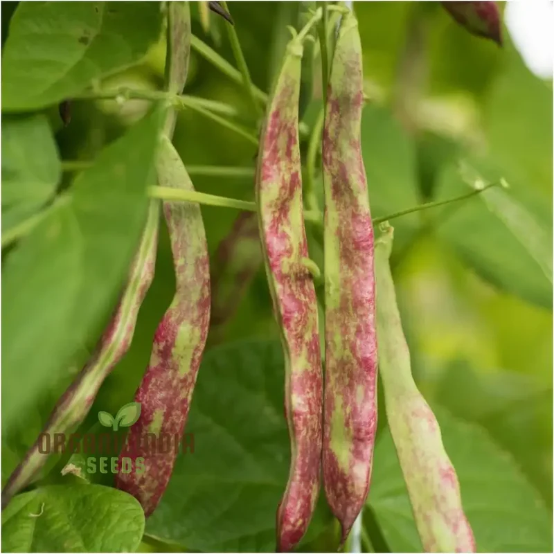 Bean Climbing - Rattlesnake Seeds for Your Gardening Adventures | Heirloom Seeds for Climbing Beans