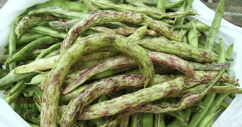 Bean Climbing - Rattlesnake Seeds for Your Gardening Adventures | Heirloom Seeds for Climbing Beans