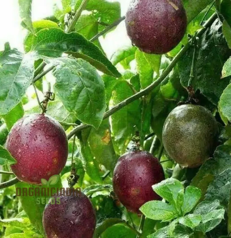 Passionfruit Pandora Seeds, Premium Quality for Planting Enthusiasts