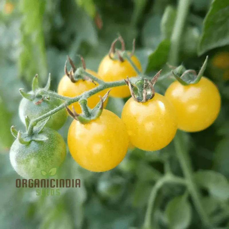 Tomato - Ice Vegetable Seeds For Planting, High-Quality Seeds for Refreshing Garden Tomatoes