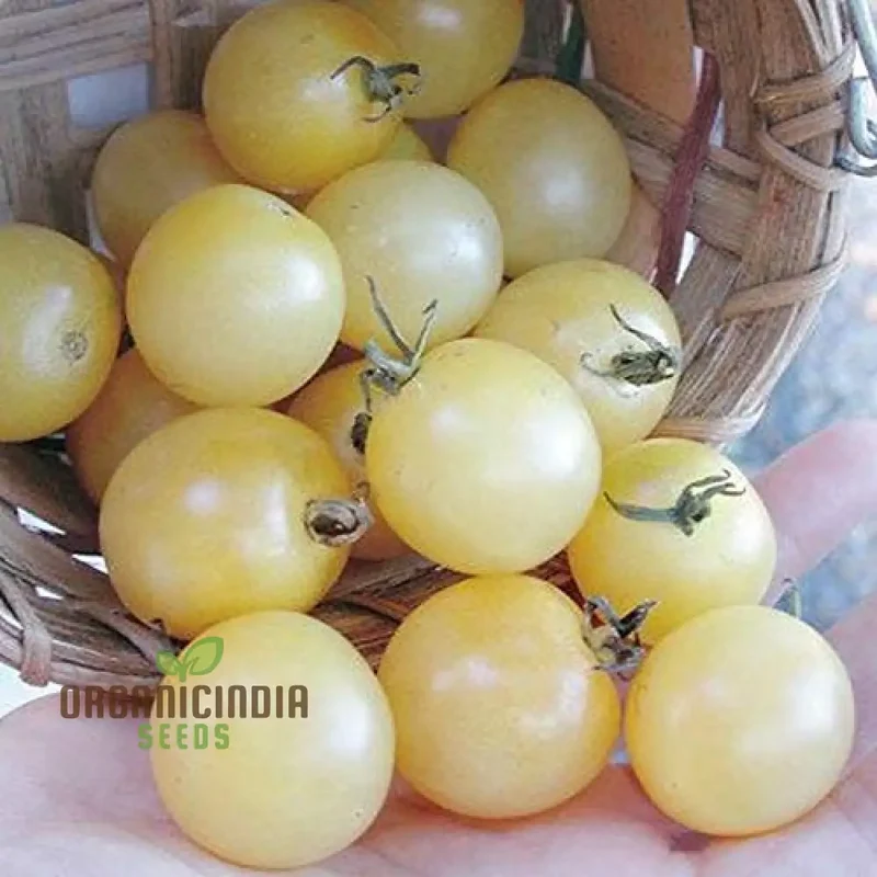 Tomato - Ice Vegetable Seeds For Planting, High-Quality Seeds for Refreshing Garden Tomatoes