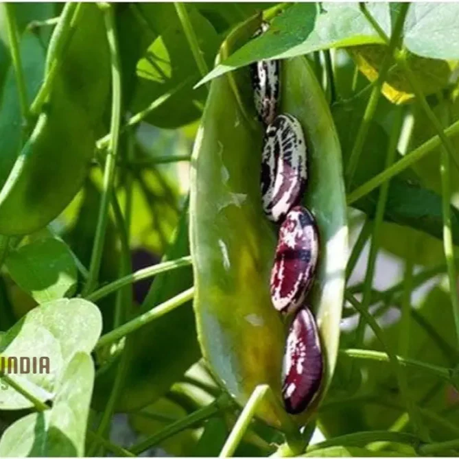 Bean Climbing Seeds - Gardening Enthusiast's Choice for Madagascar Variety | Heirloom Seed Packet