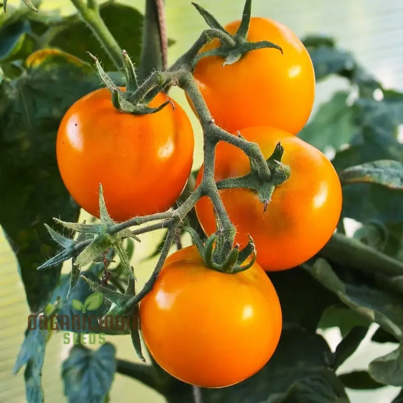 Tomato - Jaune Flamme Vegetable Seeds, Grow Sweet and Juicy Yellow Tomatoes