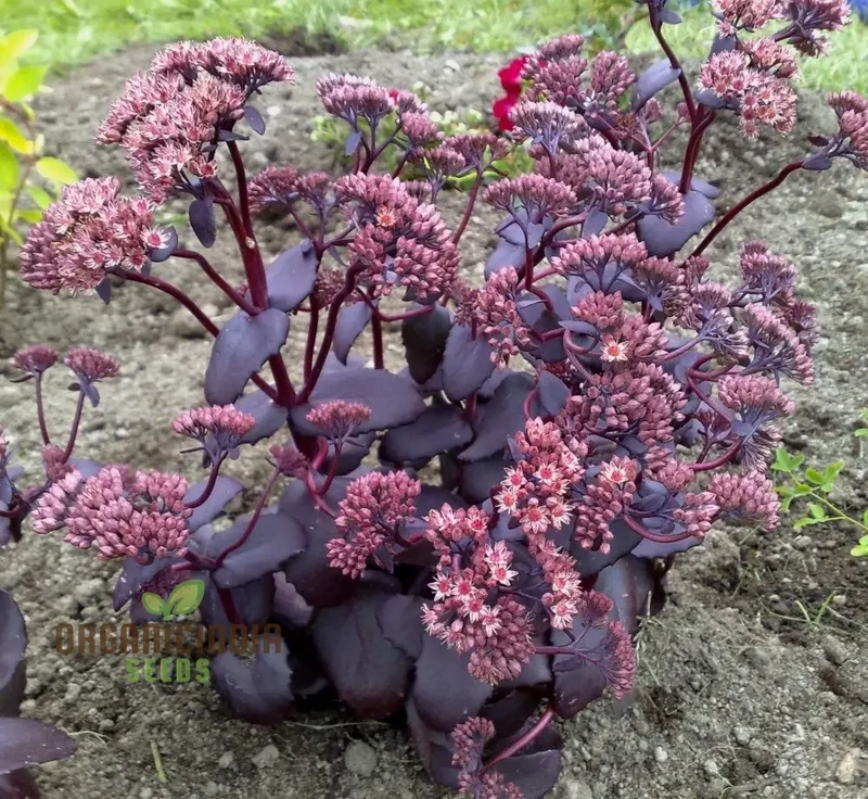 Sedum Telephium 'Postman's Pride' Seeds for Gardening Enthusiasts | Buy Hardy Perennial Flower Seeds Online