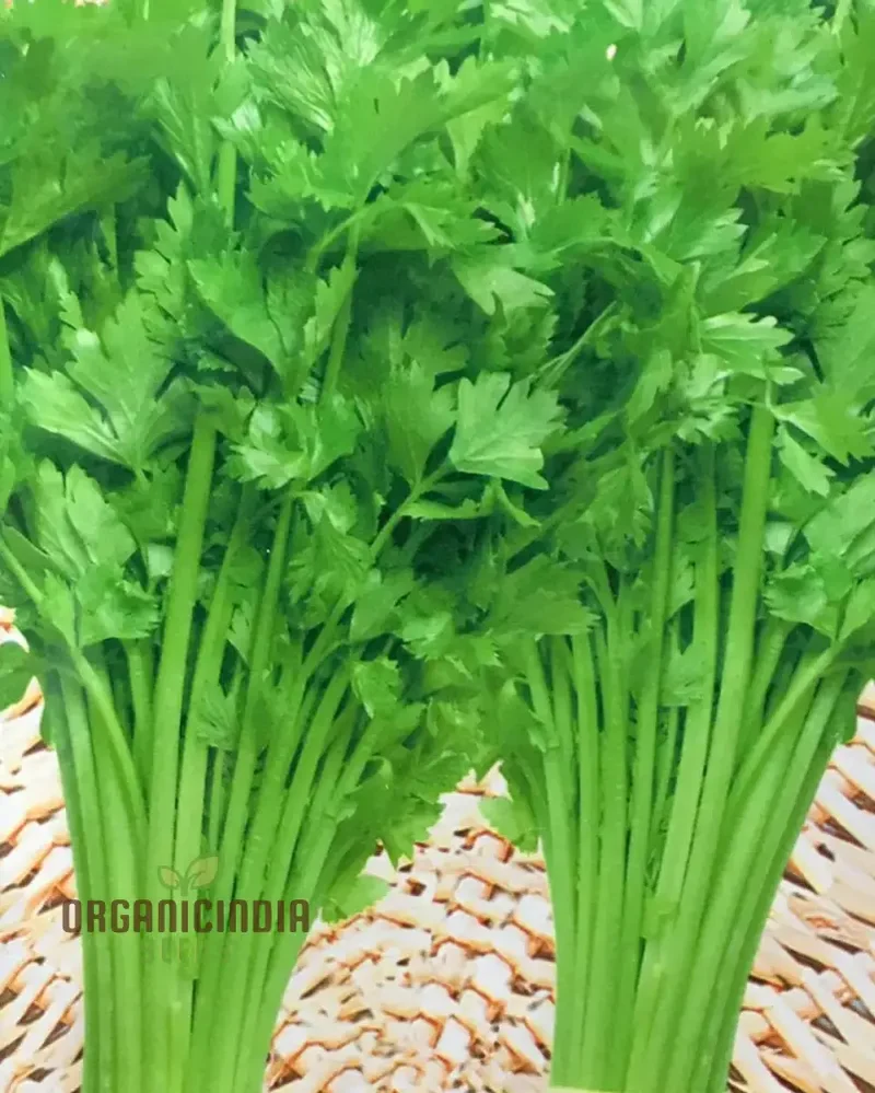 Celery Tender Crisp Seeds for Home Gardening | High-Quality Vegetable Seeds