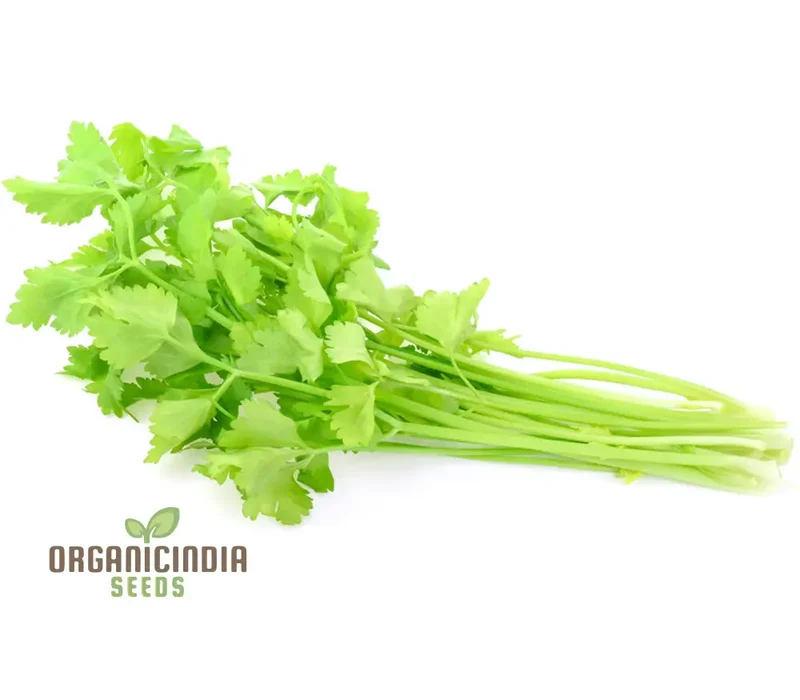 Celery Tender Crisp Seeds for Home Gardening | High-Quality Vegetable Seeds