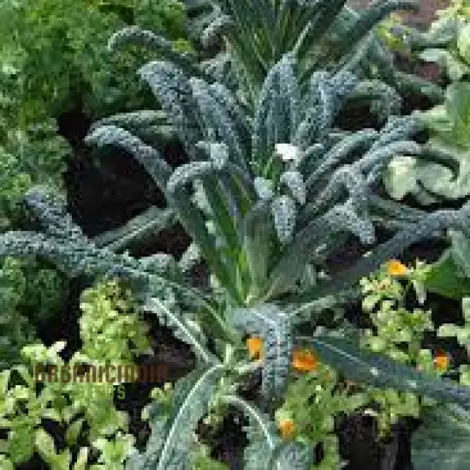 Kale - Black Toscana Vegetable Seeds For Planting, Grow Nutritious and Flavorful Kale