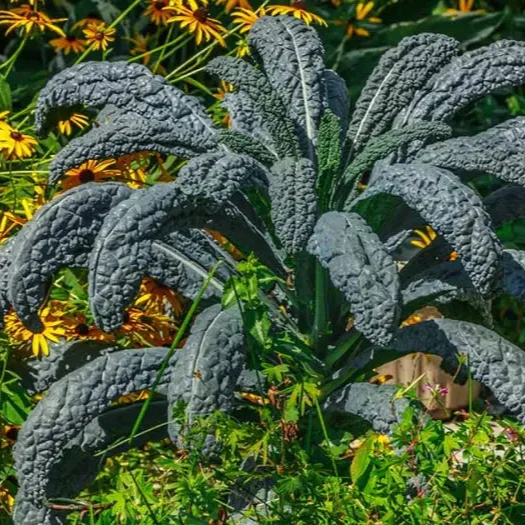 Kale - Black Toscana Vegetable Seeds For Planting, Grow Nutritious and Flavorful Kale