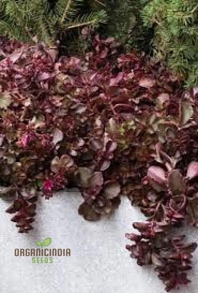 Buy Sedum Spurium 'Voodoo' Seeds for Gardening Enthusiasts | Hardy Perennial Plant Seeds
