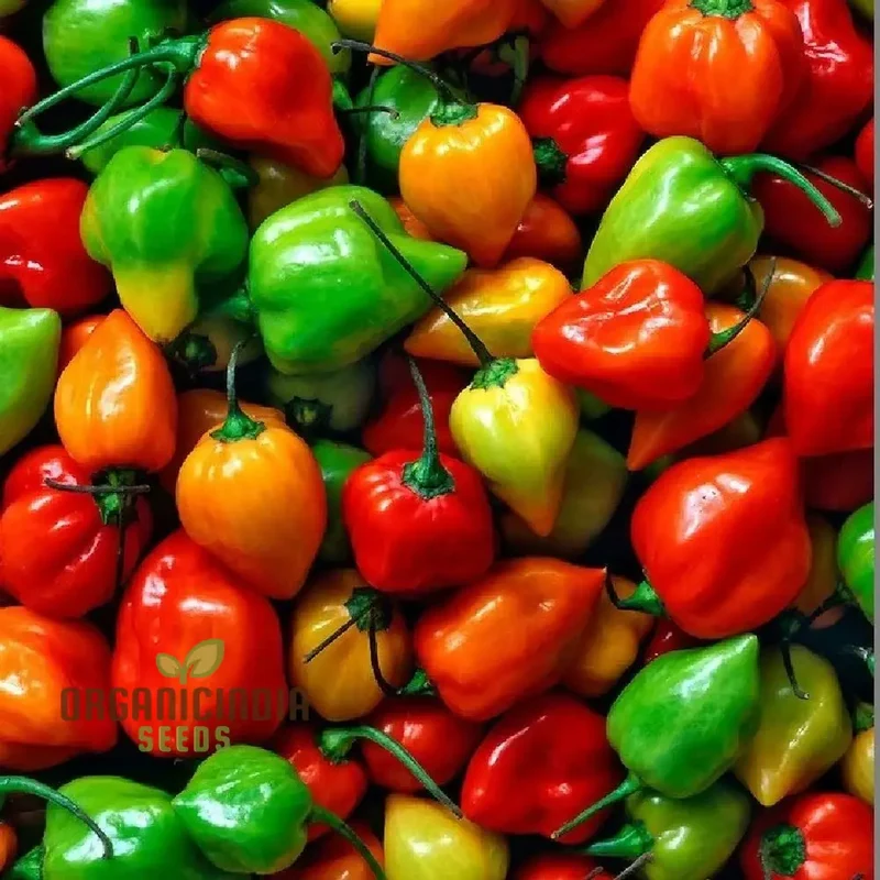 Habanero Chilli Mixed Seeds For Planting,Spicy Pepper Seeds for Your Garden
