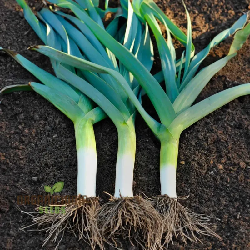 Leek - Heirloom Mix Vegetable Seeds For Planting, Grow a Varied Selection of Delicious Leeks