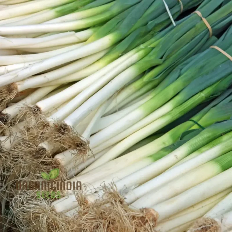 Leek - Heirloom Mix Vegetable Seeds For Planting, Grow a Varied Selection of Delicious Leeks