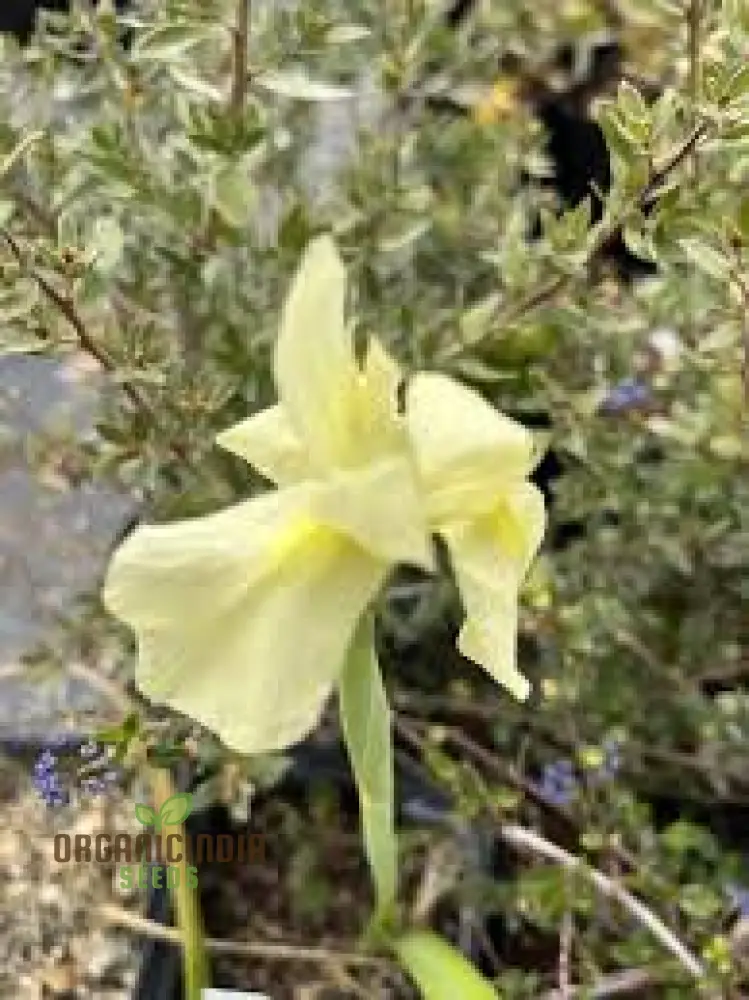 Moraea Alticola Flower Seeds for Planting, Premium Quality Seeds for Gardening