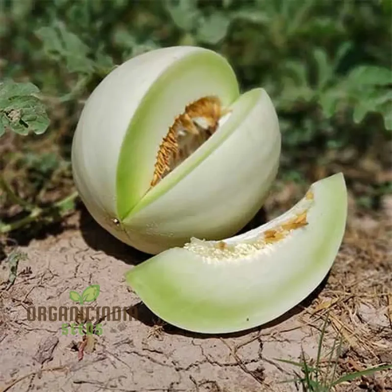 Rock melon - Honeydew Fruit Seeds For Planting, Grow Sweet and Juicy Honeydew Melons at Home