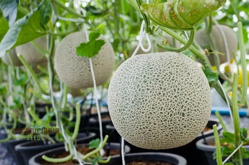 Rock melon - Honeydew Fruit Seeds For Planting, Grow Sweet and Juicy Honeydew Melons at Home