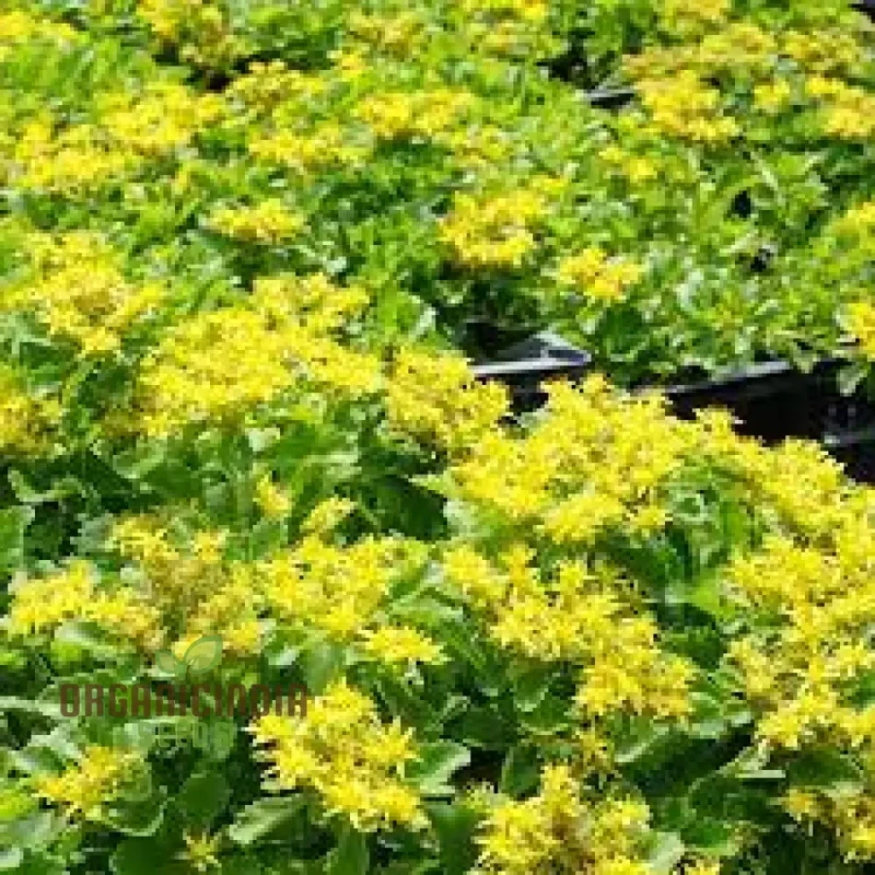 Sedum Ellacombeanum Seeds for Gardening Enthusiasts | Rare Succulent Plant Seeds for Home Garden | Buy Sedum Seeds Online