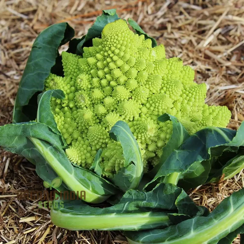 Broccoli - Heirloom Mix Vegetable Seeds For Planting, Diverse Varieties for a Nutritious Garden