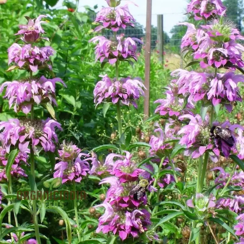 Monarda Hybrida 'Lambada' Flower Seeds for Planting, Vibrant Perennial Blooms for Gardening