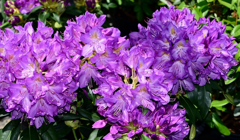 Rhododendron ‘Purpureum Elegans’ ( Rhododendron ‘Purpureum Elegans’)