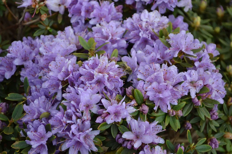 Rhododendron ‘Ramapo’ ( Rhododendron ‘Ramapo’)