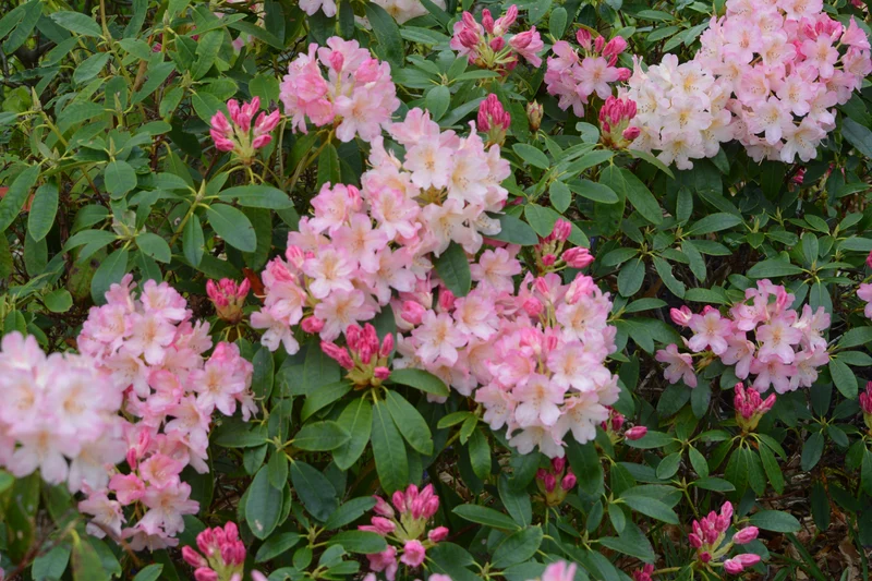 Rhododendron du Yaku ‘Percy Wiseman’ ( Rhododendron yakushimanum ‘Percy Wiseman’)
