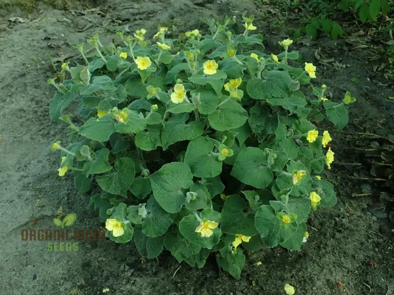 Saruma Henryi Seeds - Rare Shade-Loving Perennial for Gardening Enthusiasts | Buy Plant Seeds Online