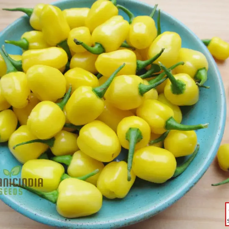 Chilli Seeds - Habanero Yellow Jelly Bean for Planting & Gardening