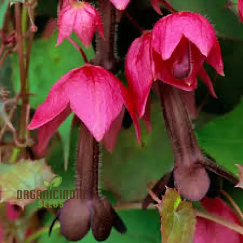 Rhodochiton Atrosanguineum Flower Seeds For Planting, Growing Stunning Red Lantern Blooms for Your Garden