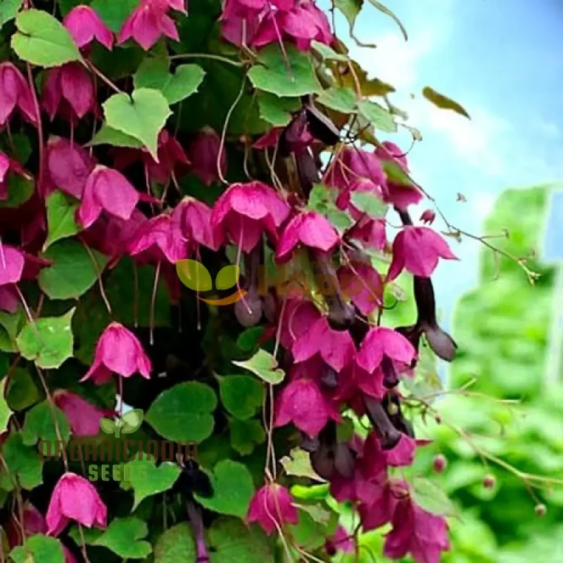 Rhodochiton Atrosanguineum Flower Seeds For Planting, Growing Stunning Red Lantern Blooms for Your Garden