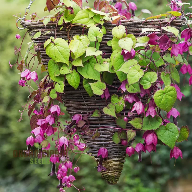 Rhodochiton Atrosanguineum Flower Seeds For Planting, Growing Stunning Red Lantern Blooms for Your Garden