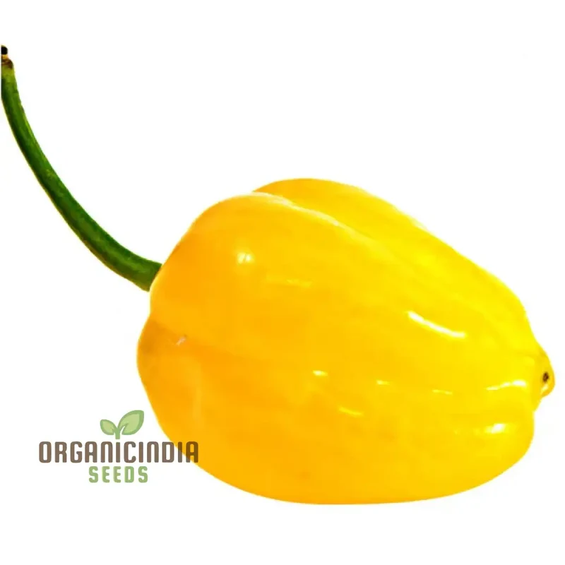 Bido Tacana YELLOW Chilli Seeds for Planting and Gardening Premium Quality Seeds