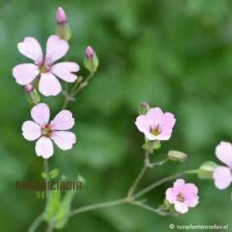 Saponaria Vaccaria 'Pink Beauty' Seeds - Gardening Delight for Your Home Garden, Premium Quality Organic Seeds