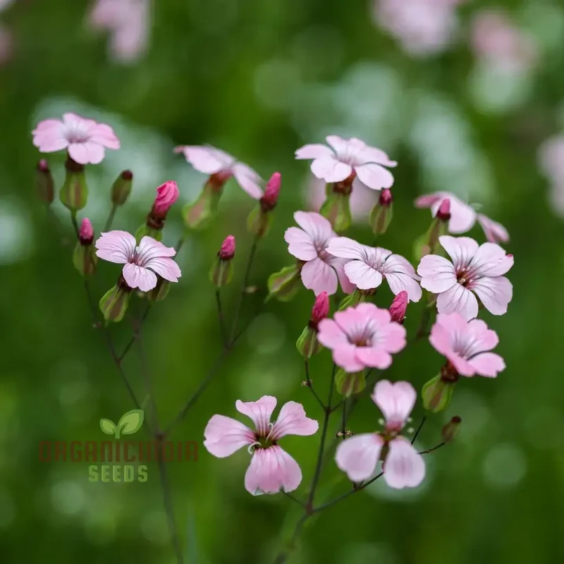 Saponaria Vaccaria 'Pink Beauty' Seeds - Gardening Delight for Your Home Garden, Premium Quality Organic Seeds