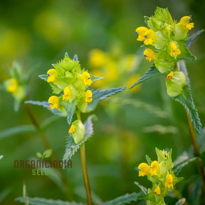 Rhinanthus Minor Flower Seeds For Planting, Adding Charming Wildflower Beauty to Your Garden