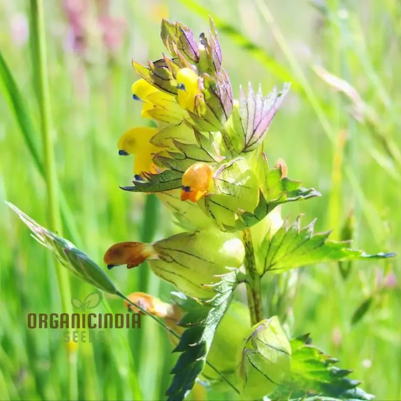 Rhinanthus Minor Flower Seeds For Planting, Adding Charming Wildflower Beauty to Your Garden