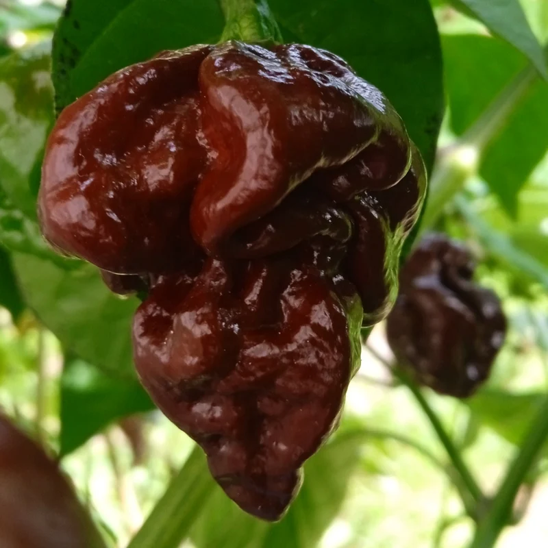 Chilli Seeds - Trinidad 7 Pod Brown for Planting & Gardening