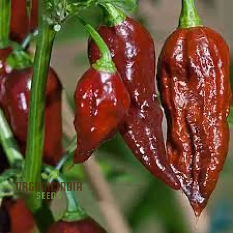 Jolokia Chocolate Brown Chilli Seeds for Planting and Gardening - Premium Quality Organic Seeds