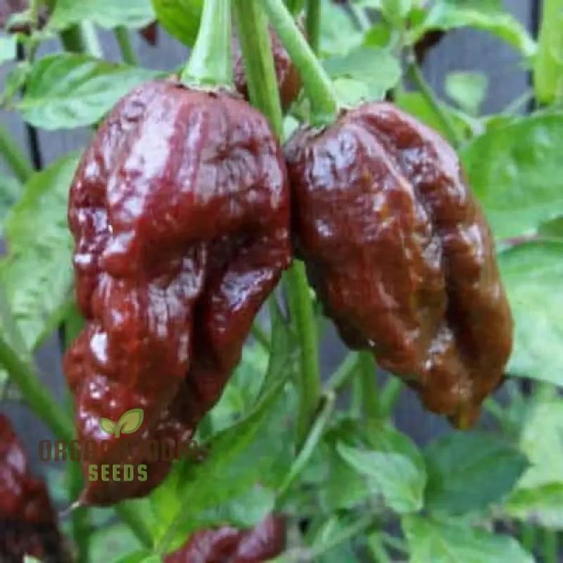 Jolokia Chocolate Brown Chilli Seeds for Planting and Gardening - Premium Quality Organic Seeds