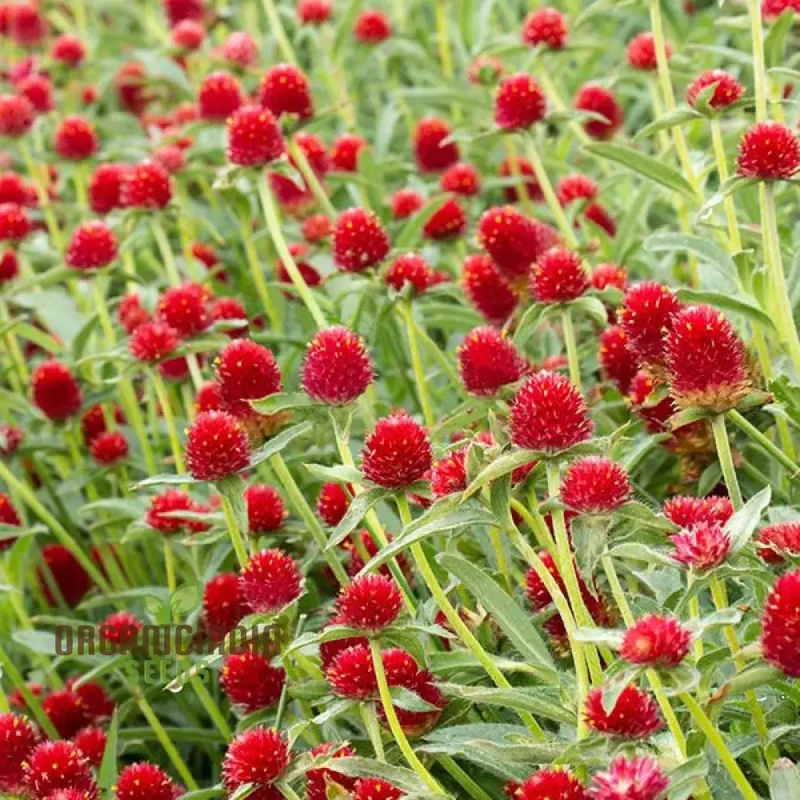 Amaranth - Strawberry Fields Seeds for Planting Enhance Your Gardening Experience with Vibrant Blooms and Lasting Beauty!