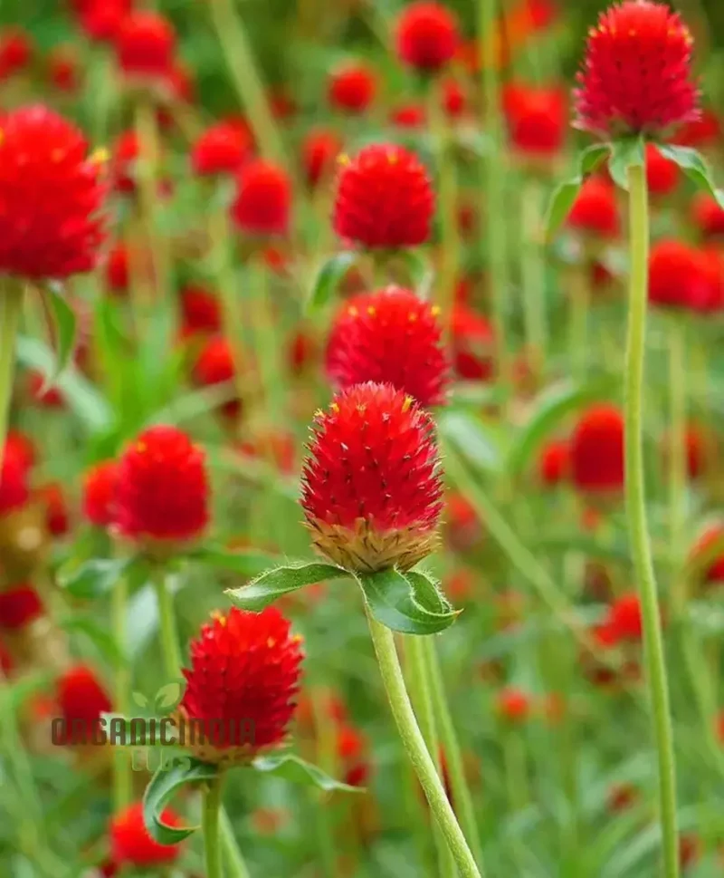 Amaranth - Strawberry Fields Seeds for Planting Enhance Your Gardening Experience with Vibrant Blooms and Lasting Beauty!