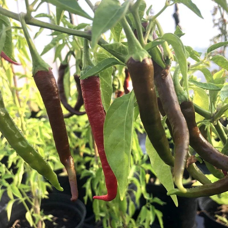 Kashmiri Mirchi Chili Seeds for Planting and Gardening - Organic Seed Quality