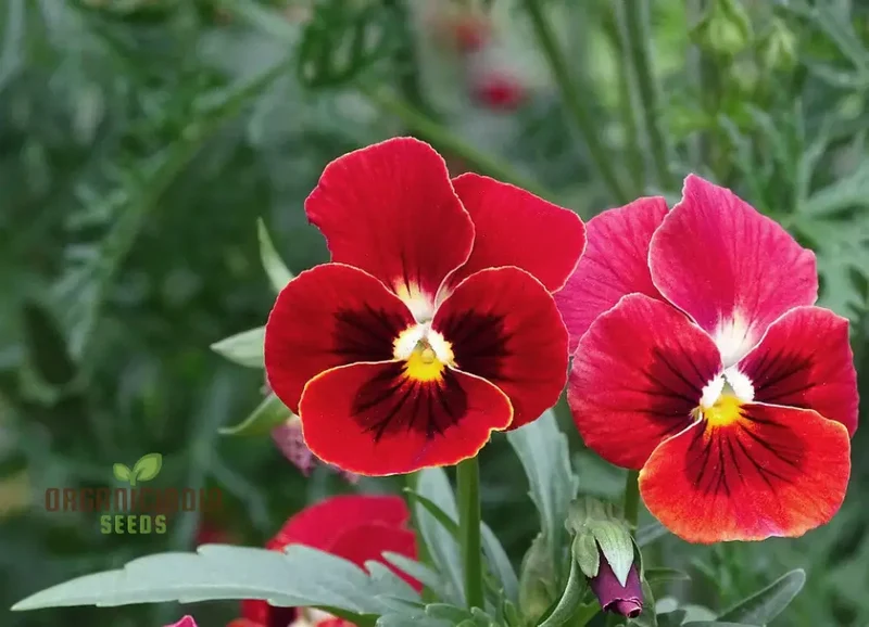 Viola (Pansy) - Arkwright Ruby Seeds – Elevate Your Garden with Rich, Jewel-Toned Blooms!