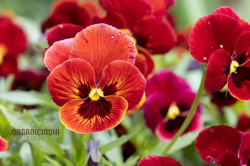 Viola (Pansy) - Arkwright Ruby Seeds – Elevate Your Garden with Rich, Jewel-Toned Blooms!