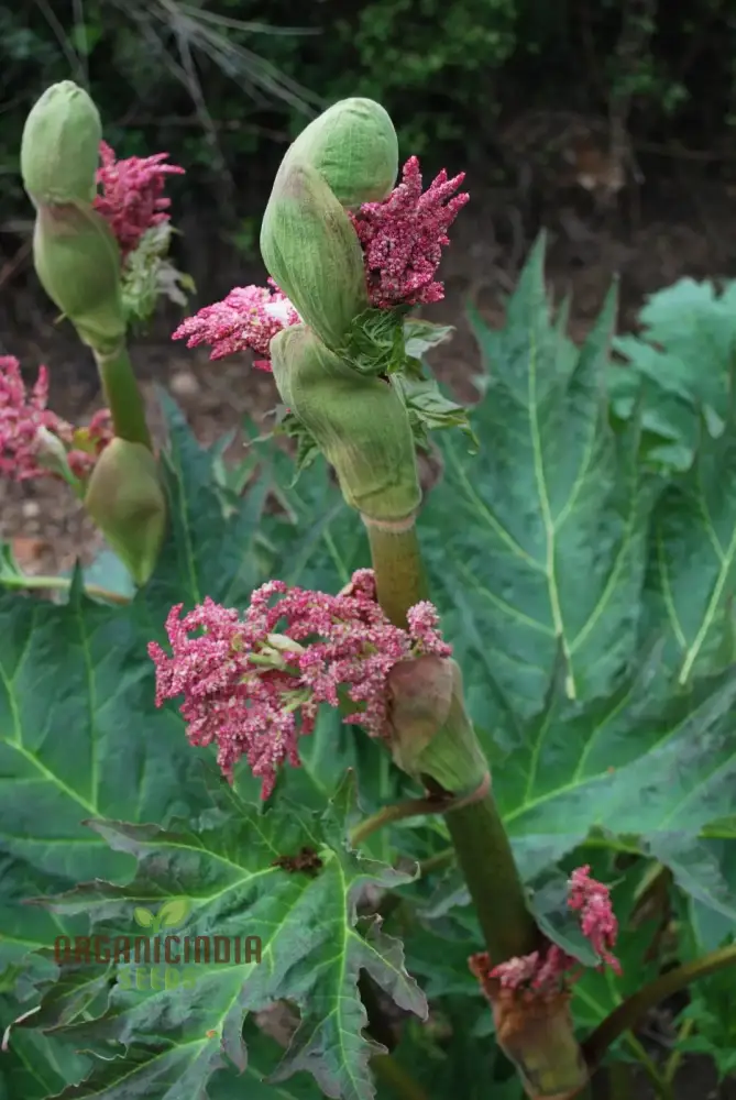 Rheum Palmatum Tanguticum Seeds For Planting, Growing Hardy and Dramatic Plants for Your Garden