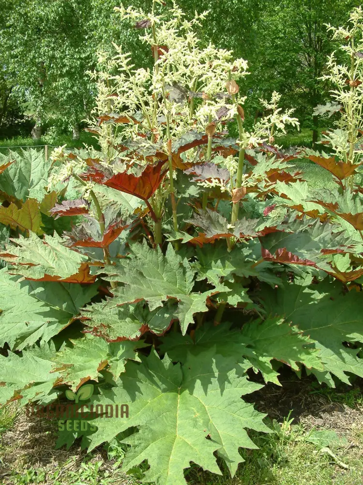 Rheum Palmatum Tanguticum Seeds For Planting, Growing Hardy and Dramatic Plants for Your Garden