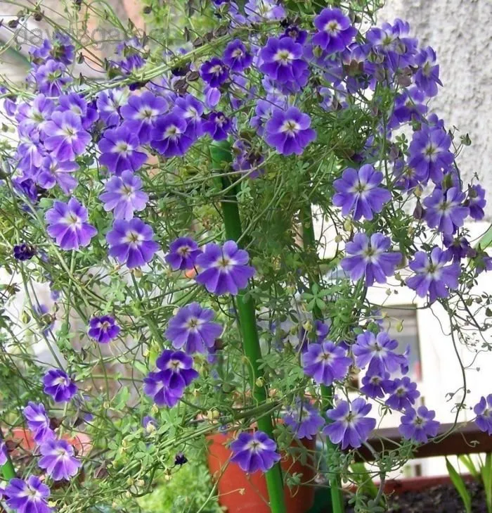 Tropaeolum Azureum Seeds for Gardening Enthusiasts - Rare Climbing Nasturtium Flower Seeds