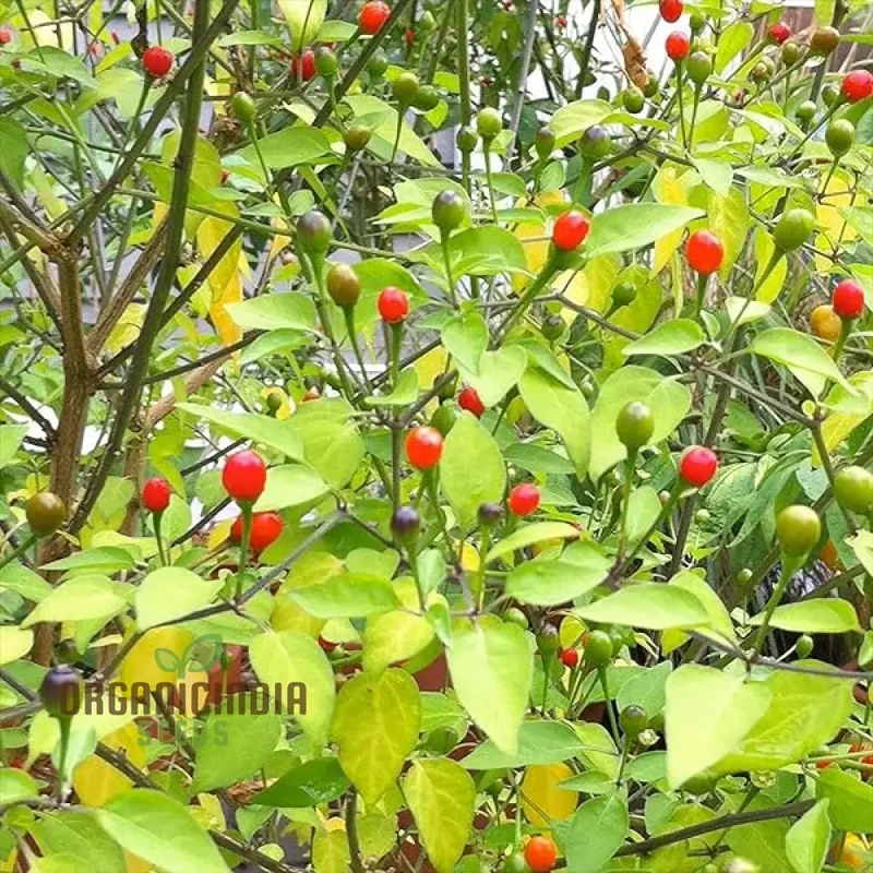 Chilli - Tepin Seeds for Planting | Premium Quality Gardening Seeds for Enthusiasts