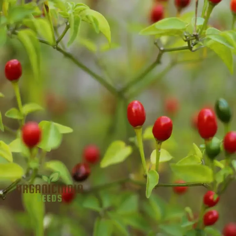 Chilli - Tepin Seeds for Planting | Premium Quality Gardening Seeds for Enthusiasts